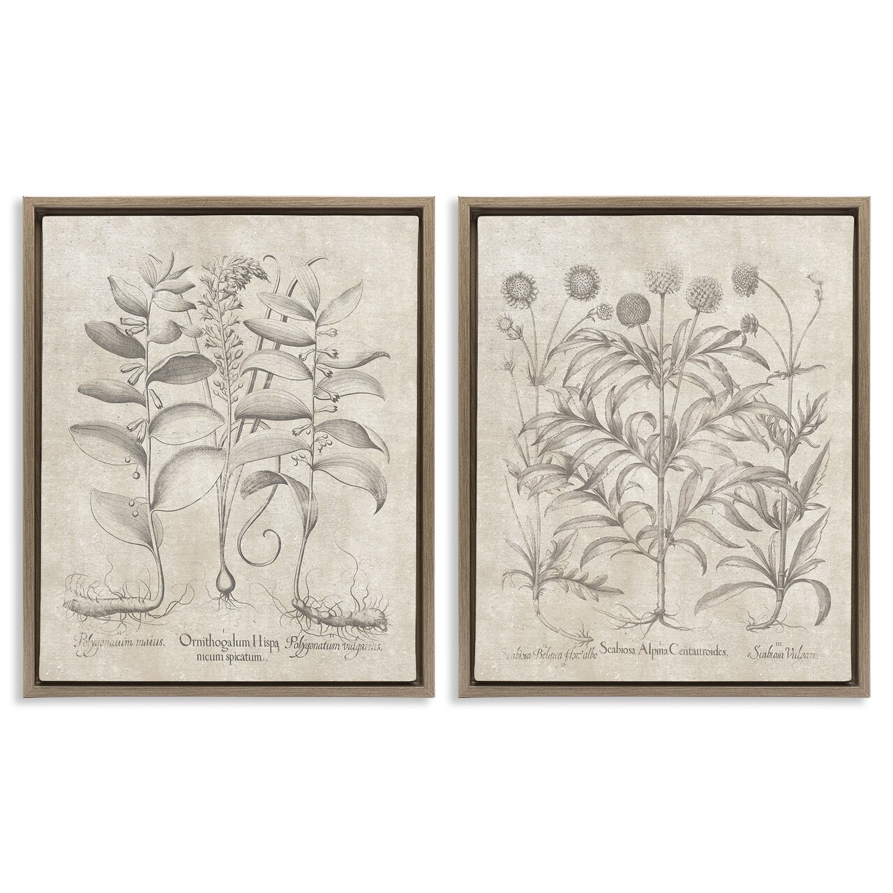 Stupell Industries Soft Botanical Study 2 pc Framed Floater Canvas Wall Art Set Design by Lettered and Lined